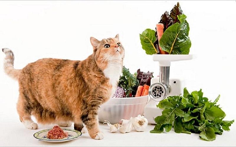 7 Cách làm thức ăn cho mèo tại nhà đầy đủ dinh dưỡng