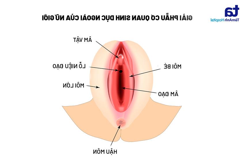 giải phẫu cơ quan sinh dục ngoài của nữ