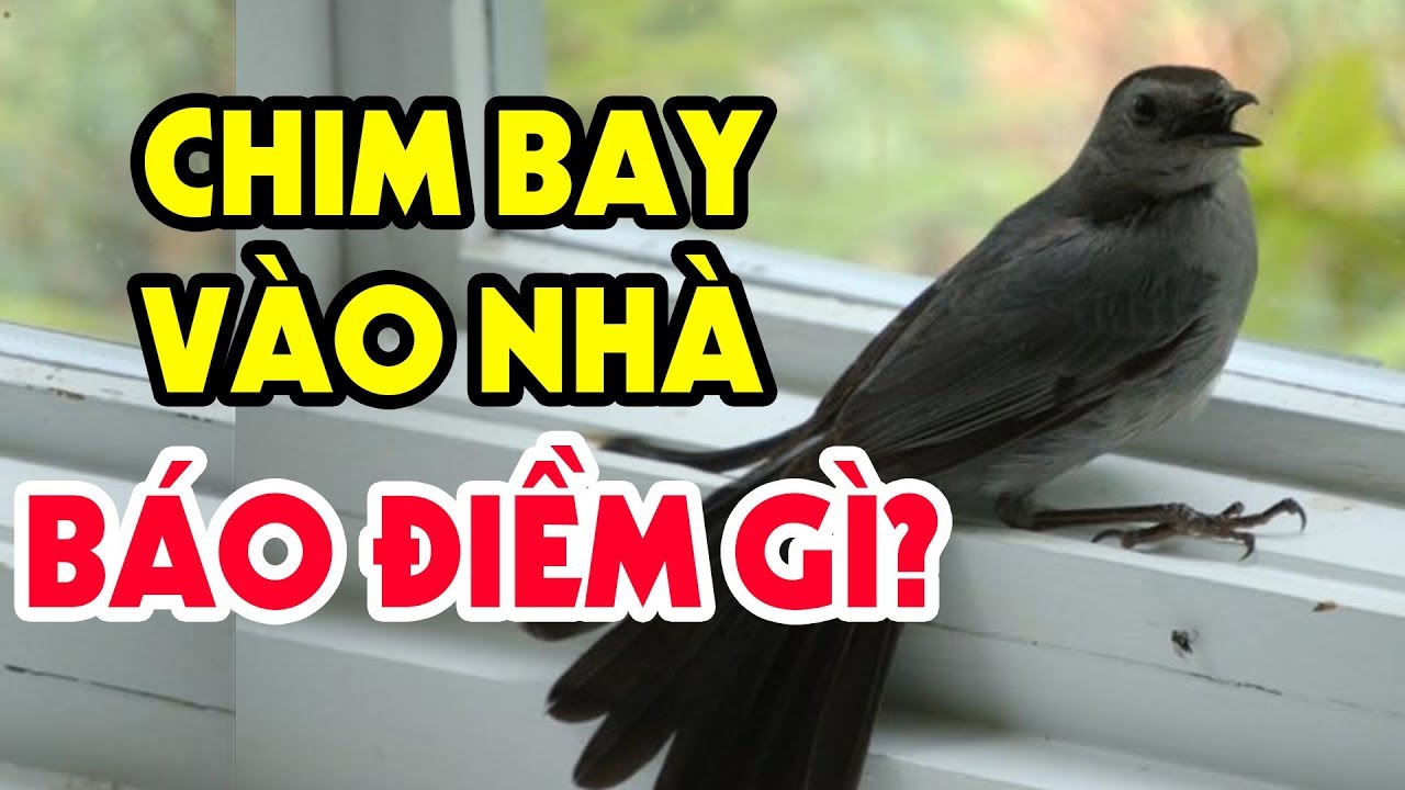 Chim bay vào nhà là điềm tốt hay điềm xấu