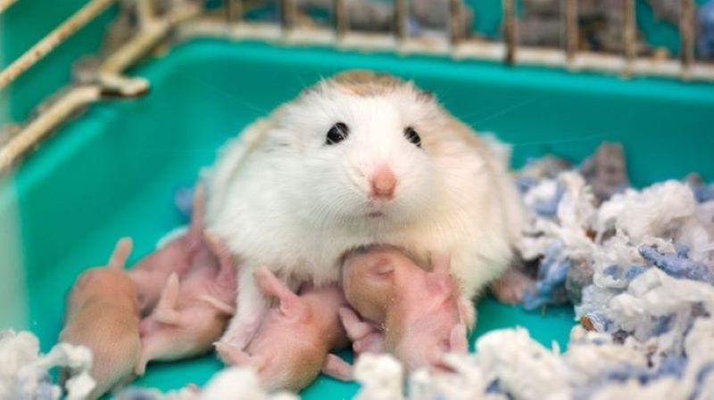 Lo lắng và sợ hãi có thể khiến chuột hamster mẹ ăn thịt con