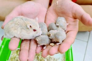 Tại sao chuột hamster con chết