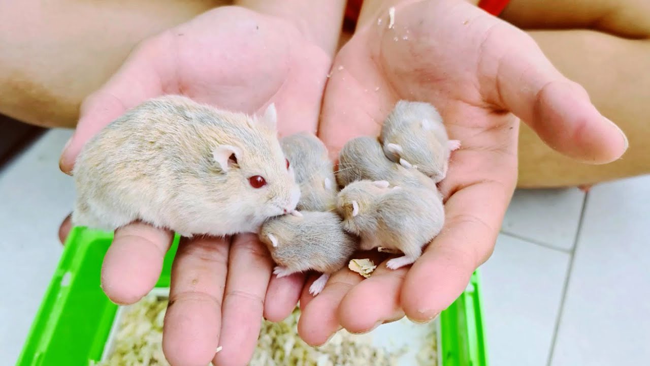 Tại sao chuột hamster con chết