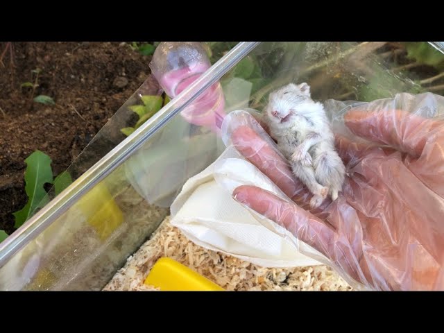 Tại sao chuột hamster con chết?